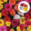 Afbeelding van Portulaca Trio P12